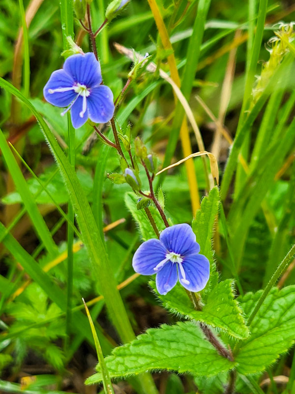 flora & fauna in Silz, Tirol